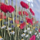 Poppy, Daisy & Cornflower Meadow Embroidery Kit