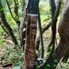 Tree Trunk Vessel By Sonya Wilkins Ceramics (Chinese Birch) Woodland Shot