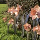 copper and stainless daffodil